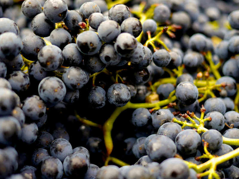 Domaine  <br>Clos la Neuve